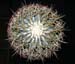 Ferocactus Glaucescens 1 3x3