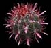 Ferocactus Gracilis 1 3x3