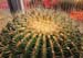 Ferocactus Histrix 1 3x3