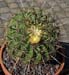 Ferocactus Histrix 2 3x3