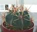 Ferocactus Histrix 3 3x3