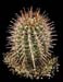 Ferocactus Latispinus 1 3x3