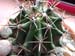 Ferocactus Latispinus 2 3x3