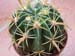 Ferocactus Latispinus 3 3x3