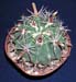Ferocactus Latispinus 4 3x3