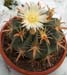 Ferocactus Latispinus 5 3x3