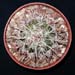 Ferocactus Stainesii 1 3x3
