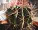 Ferocactus Stainesii 2 3x3