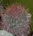 Ferocactus Stainesii 3 3x3