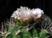 Gymnocalycium Saglione 1 3x3