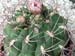 Gymnocalycium Saglione 2 3x3