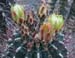 Hamatocactus Hamatacanthus 1 3x3