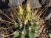 Hamatocactus Hamatacanthus 2 3x3