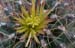 Hamatocactus Hamatacanthus 3 3x3