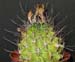 Hamatocactus Setispinus 1 3x3