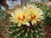 Hamatocactus Setispinus 2 3x3