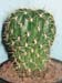 Lobivia Acanthoplegma 1 3x3