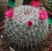 Mammillaria Albata 1 3x3