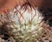 Mammillaria Bombycina 2 3x3