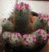 Mammillaria Bombycina 3 3x3
