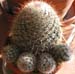 Mammillaria Bombycina 4 3x3