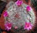 Mammillaria Bombycina 6 3x3