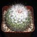 Mammillaria Bombycina 7 3x3