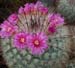 Mammillaria Bombycina 8 3x3