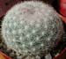Mammillaria Candida 1 3x3