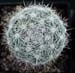 Mammillaria Candida 2 3x3