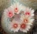 Mammillaria Candida 3 3x3