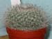 Mammillaria Hahniana 1 3x3