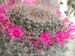 Mammillaria Hahniana 2 3x3