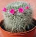 Mammillaria Hahniana 3 3x3