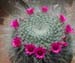 Mammillaria Hahniana 5 3x3