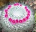 Mammillaria Hahniana 6 3x3