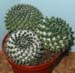 Mammillaria Karwinskiana 1 3x3