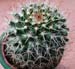 Mammillaria Karwinskiana 2 3x3