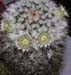 Mammillaria Karwinskiana 3 3x3