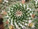 Mammillaria Karwinskiana 4 3x3