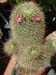 Mammillaria Magnifica 1 3x3