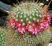 Mammillaria Magnifica 2 3x3