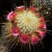 Mammillaria Magnifica 3 3x3