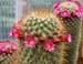 Mammillaria Magnifica 4 3x3