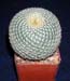 Mammillaria Muehlenpfordtii 1 3x3