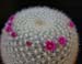 Mammillaria Muehlenpfordtii 2 3x3
