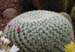Mammillaria Muehlenpfordtii 3 3x3