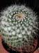 Mammillaria Nejapensis 1 3x3