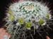 Mammillaria Nejapensis 2 3x3
