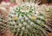 Mammillaria Nejapensis 3 3x3
